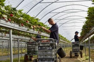 Les fraises des Hugh Lowe Farms dans le Kent