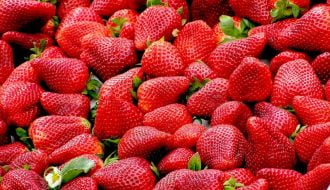 Fraises
